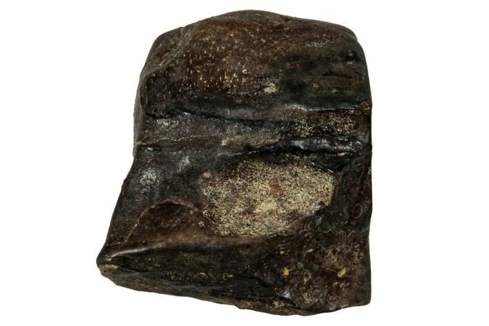 Fossil Dinosaur (Triceratops) Shed Tooth - Montana #339735